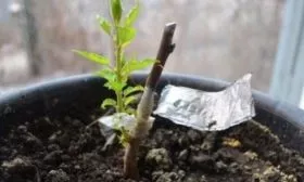 Размножение черенками