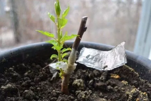 Размножение черенками