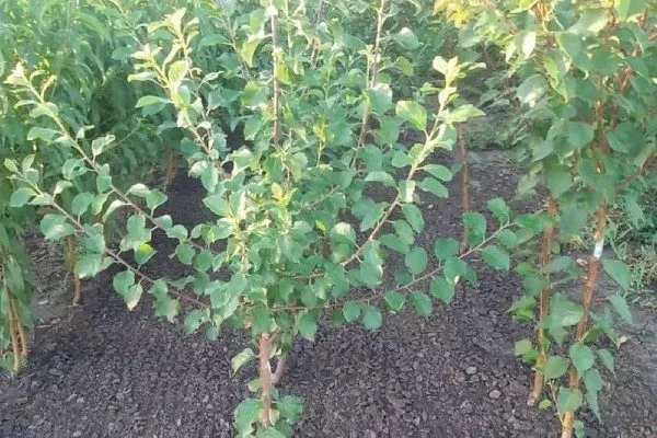 Выбор саженца