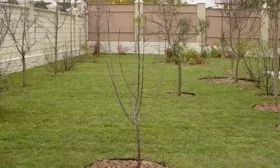 Участок для сливы