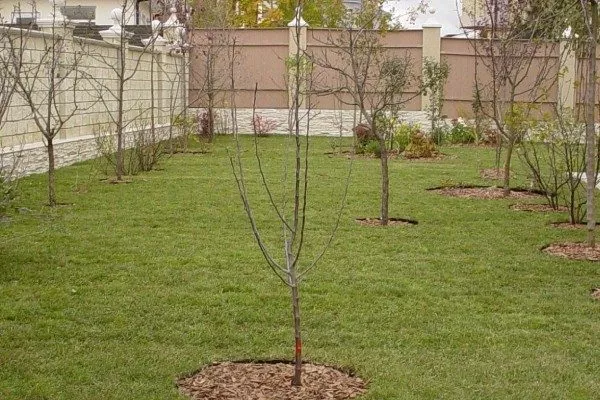 Участок для сливы