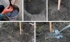 Посадка Шарафуги