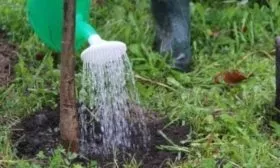 Полив дерева