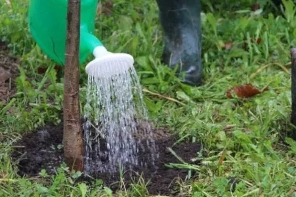 Полив дерева