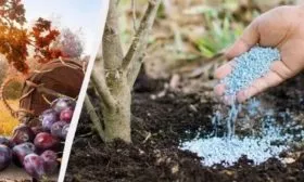 Подкормка сливы