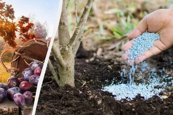 Подкормка сливы