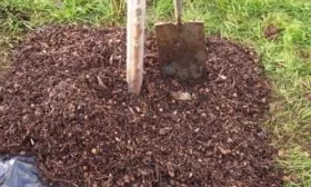 Уход за сливой