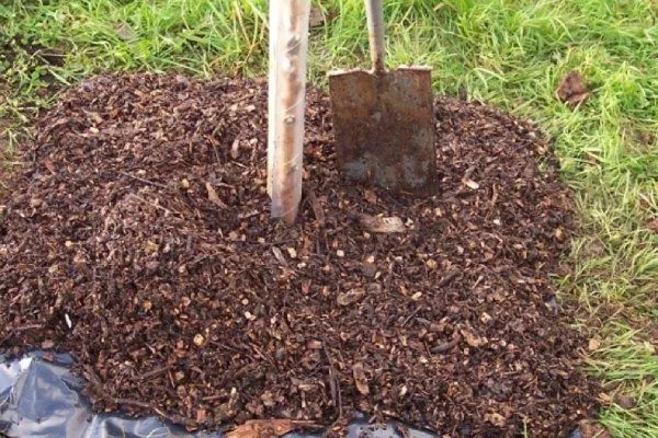 Уход за сливой