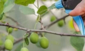 Обработка сливового дерева