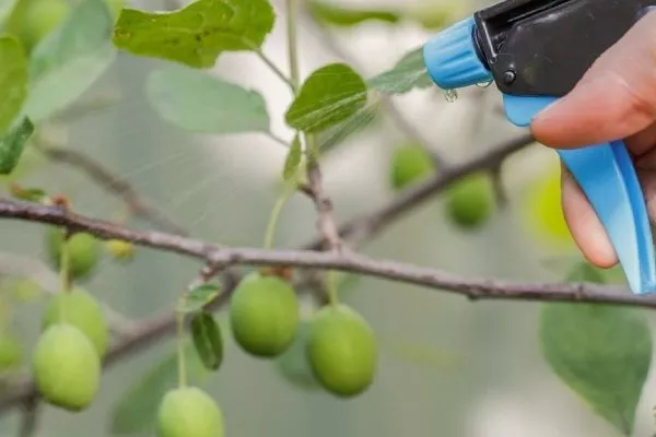 Обработка сливового дерева