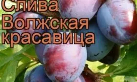 Слива Волжская красавица