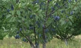 Внешний вид дерева Волжская красавица