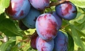 Описание плодов