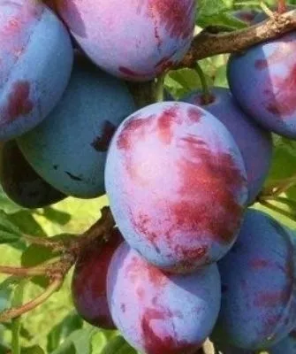 Описание плодов