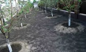 участок для сливы