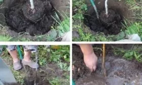 посадка саженца сливы пошагово
