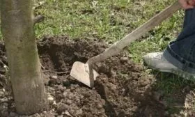 пполив и рыхление сливы