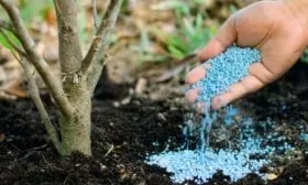 удобрение сливы