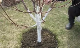 Подготовка сливы к зиме