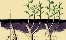 размножение сливы черенками