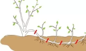 размножение сливы отводками