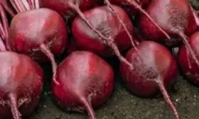 Свёкла Креолка