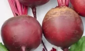 Особенности свёклы Креолка