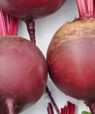 Особенности свёклы Креолка