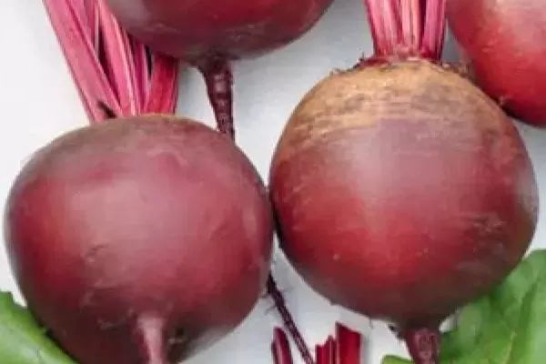 Особенности свёклы Креолка