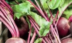 Как выглядит ботва свёклы Креолка