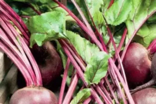 Как выглядит ботва свёклы Креолка