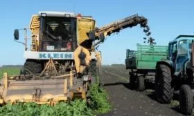 Уборка свёклы