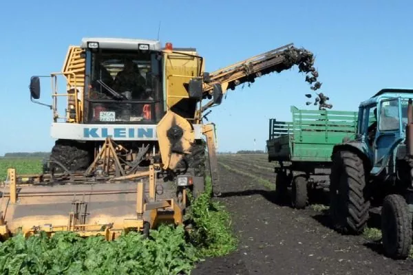 Уборка свёклы