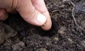 посев свёклы в открытый грунт