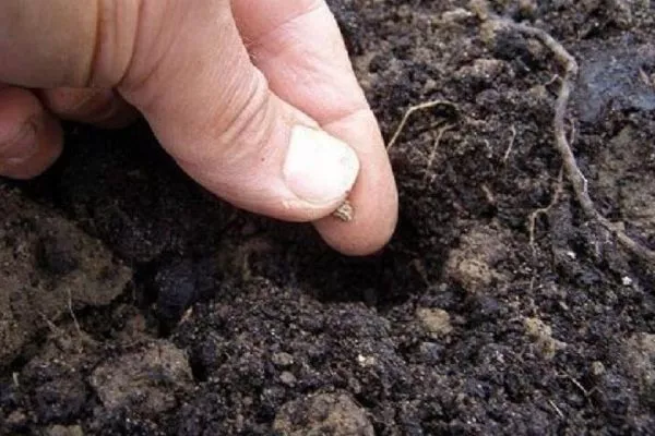 посев свёклы в открытый грунт