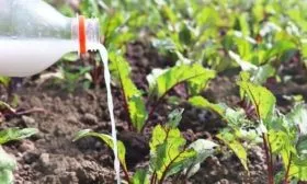 уход за свёклой