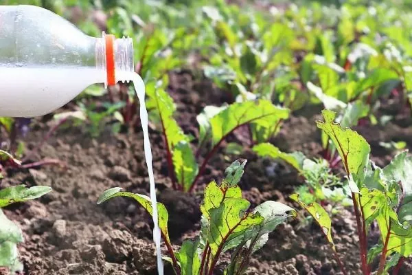 уход за свёклой