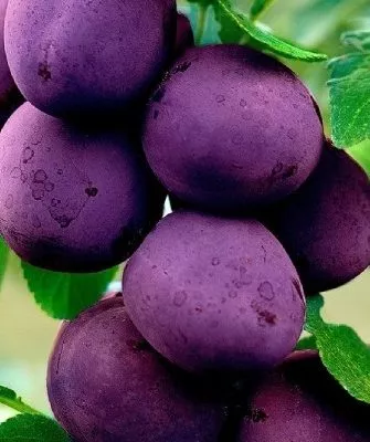 Слива Блю Свит