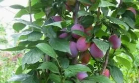 Внешний вид дерева