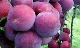 Как выглядят плоды