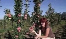 Сливовые деревья