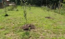 особенности посадки сливы