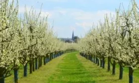 Выбор подходящего места для сливы