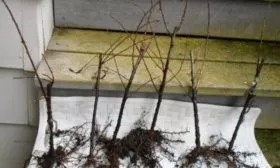 Подготовка саженца сливы