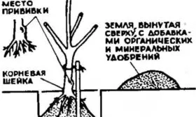 Посадка саженца сливы