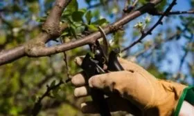 уход за сливой