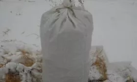 зимнее укрытие сливы