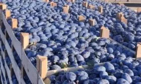 хранение сливы