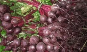 свёкла Ронда