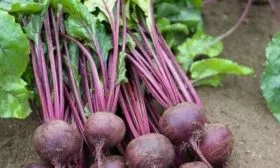 Внешний вид корнеплода и ботвы